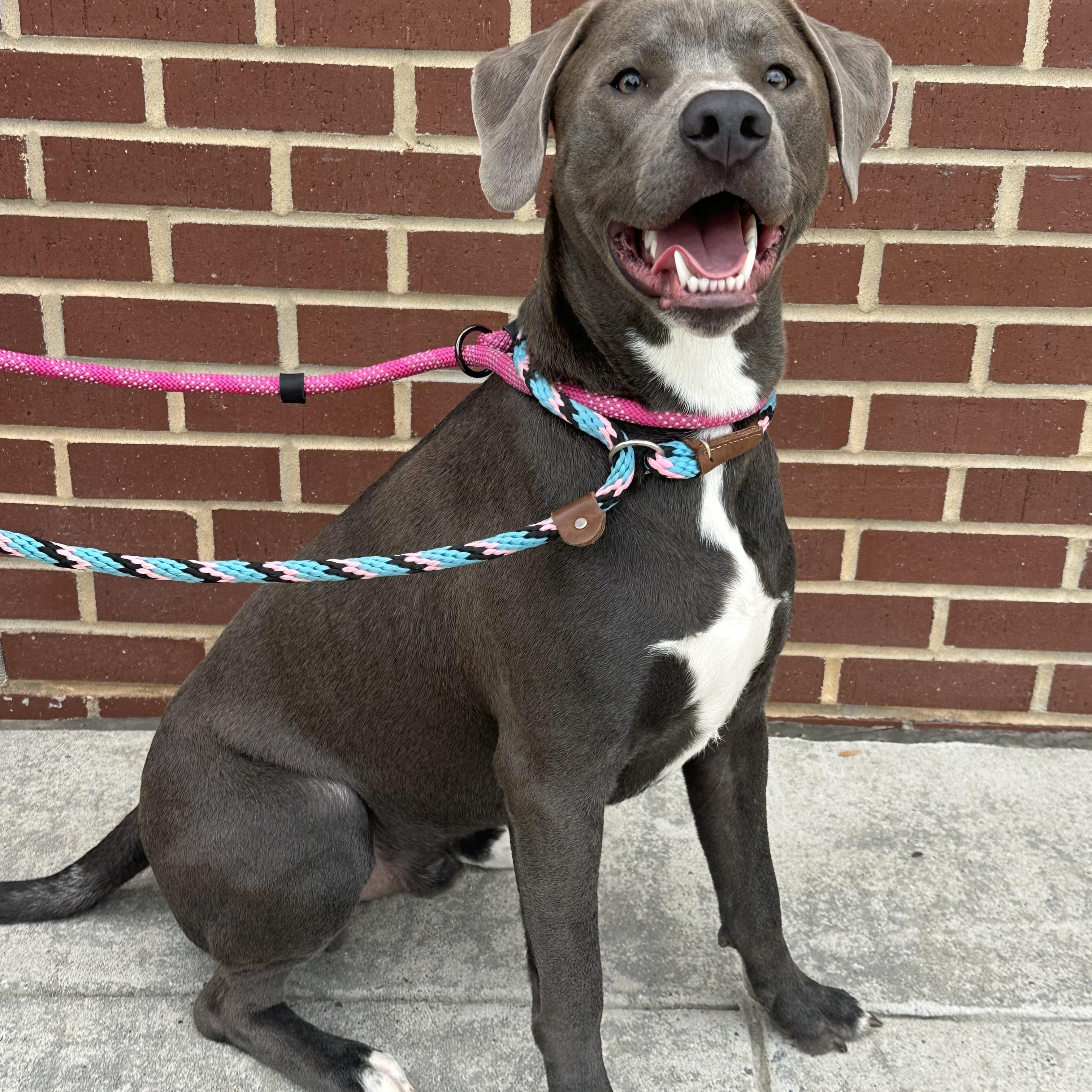 Enlarge Ozzy, a ADOPTABLE mixed breed in Maiden, NC image 5/5
