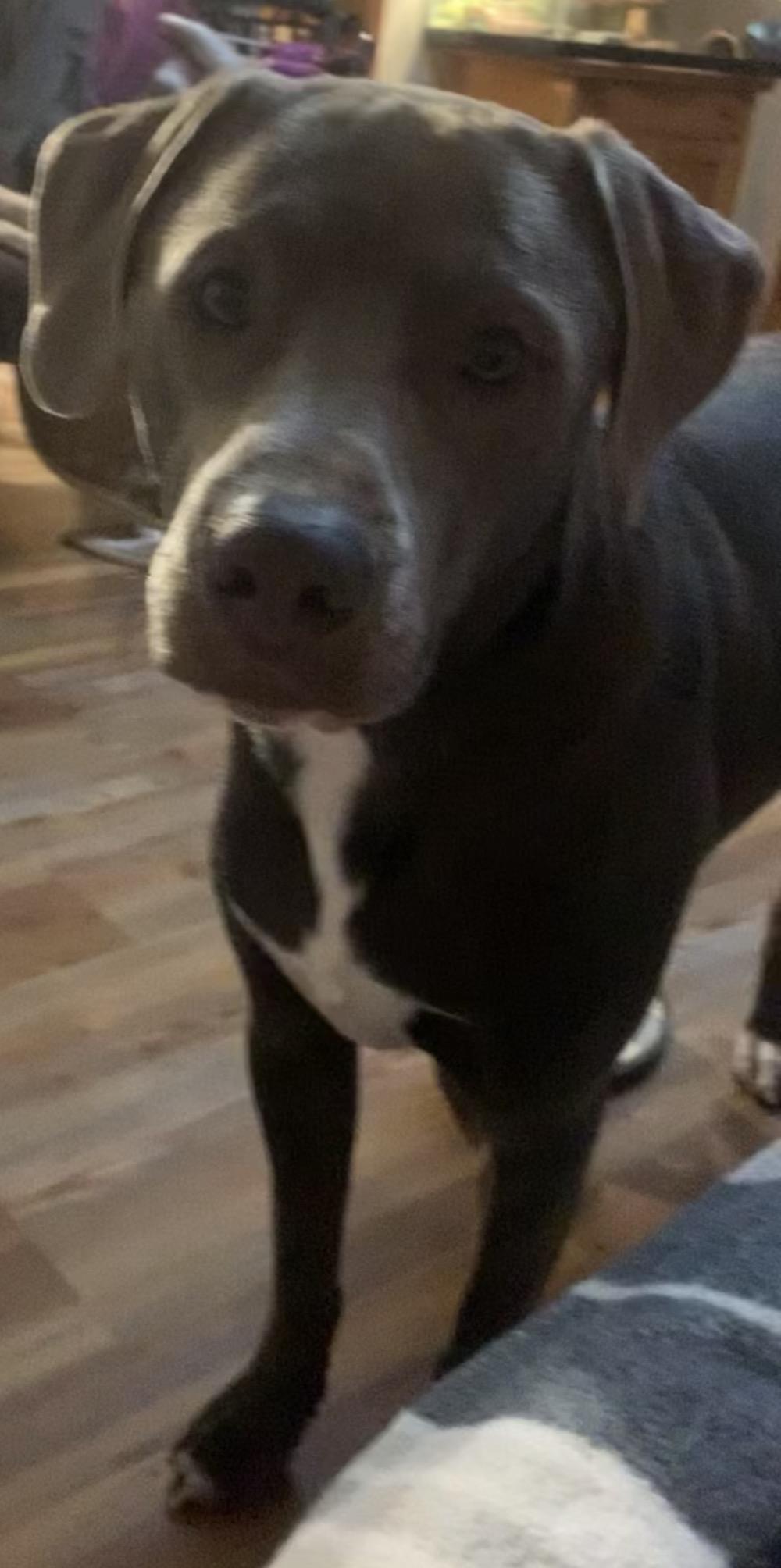 Enlarge Ozzy, a ADOPTABLE mixed breed in Maiden, NC image 5/6