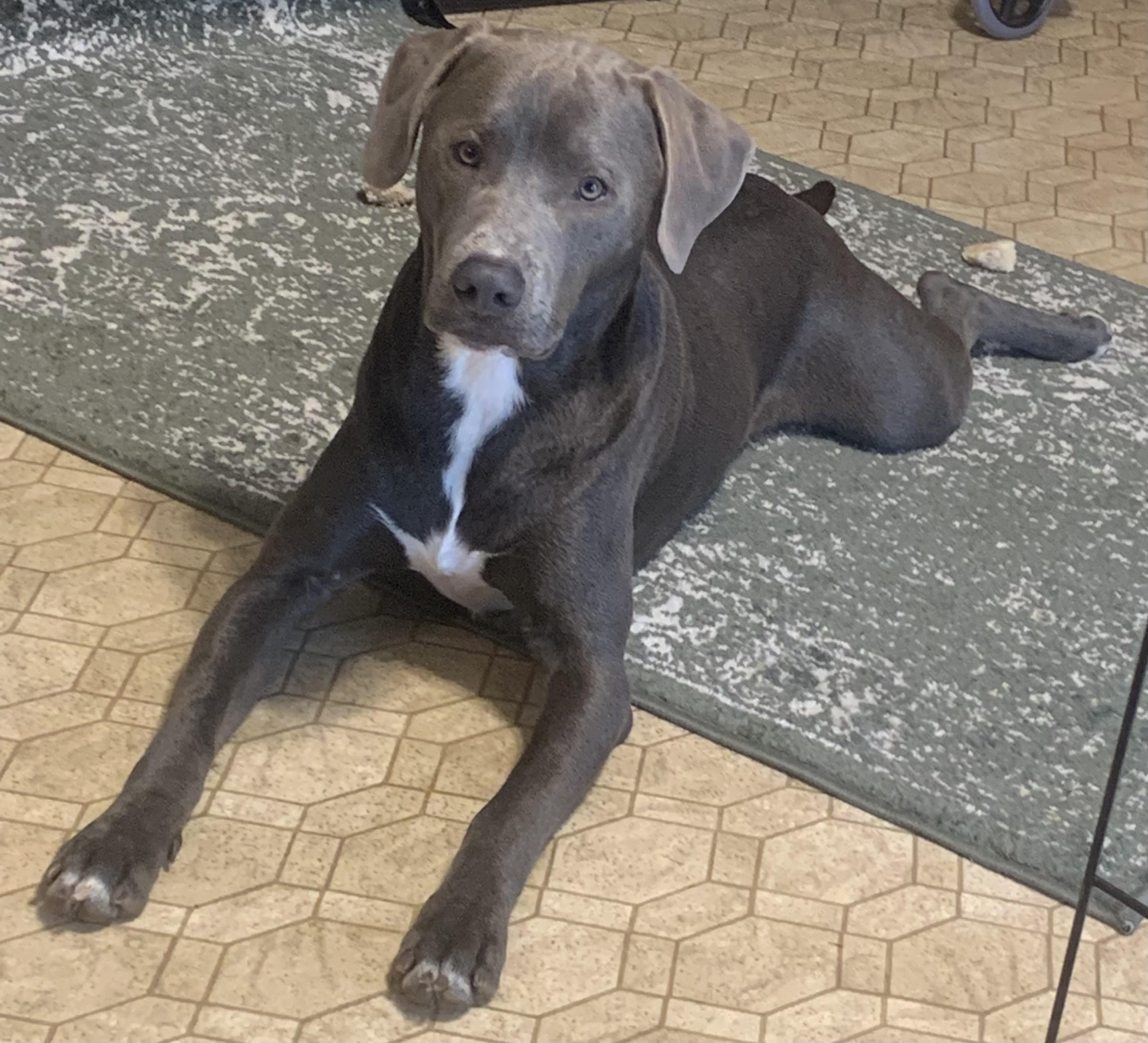 Enlarge Ozzy, a ADOPTABLE mixed breed in Maiden, NC image 1/6