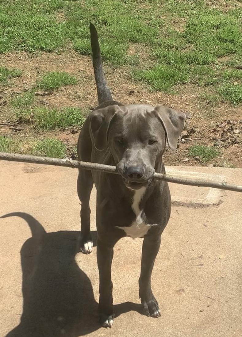 Enlarge Ozzy, a ADOPTABLE mixed breed in Maiden, NC image 2/6