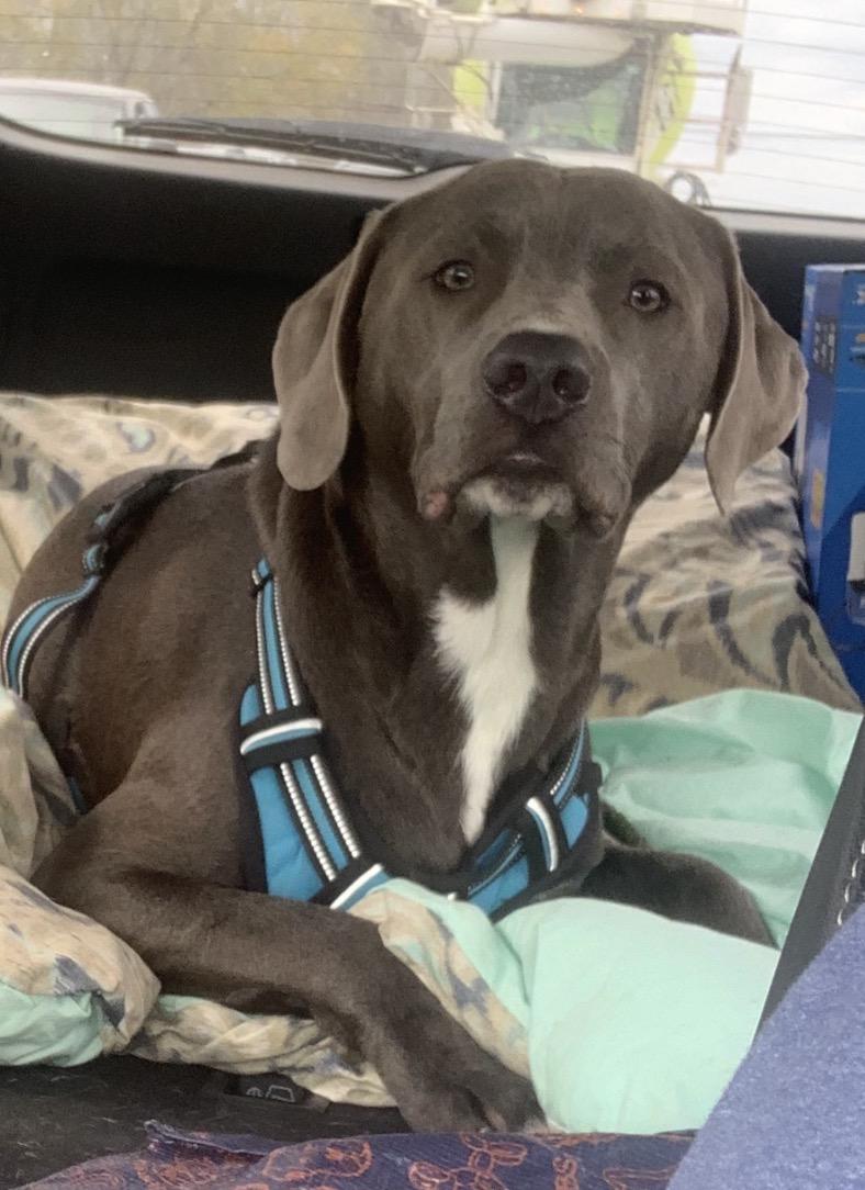 Enlarge Ozzy, a ADOPTABLE mixed breed in Maiden, NC image 4/6