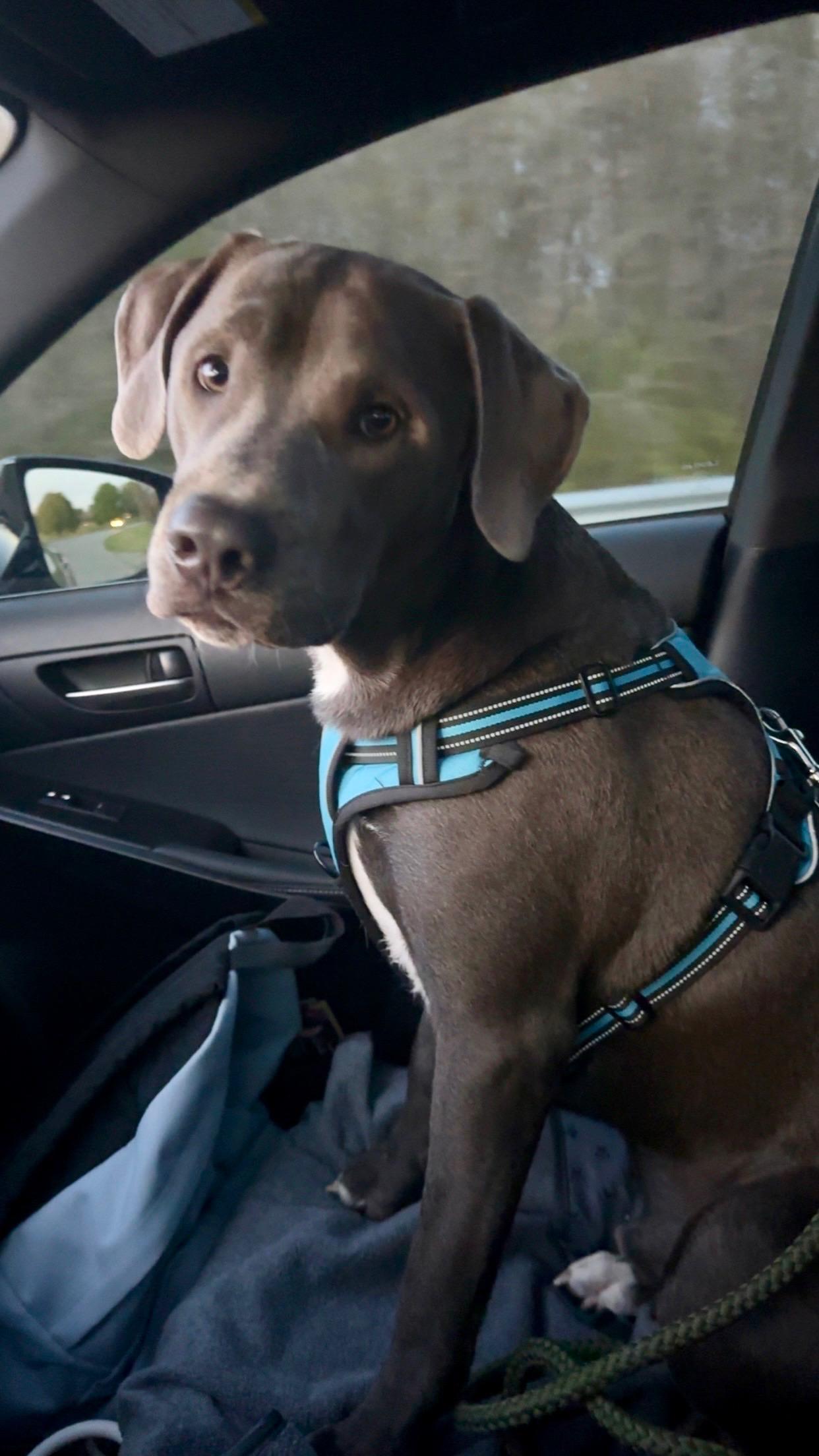 Enlarge Ozzy, a ADOPTABLE mixed breed in Maiden, NC image 3/6