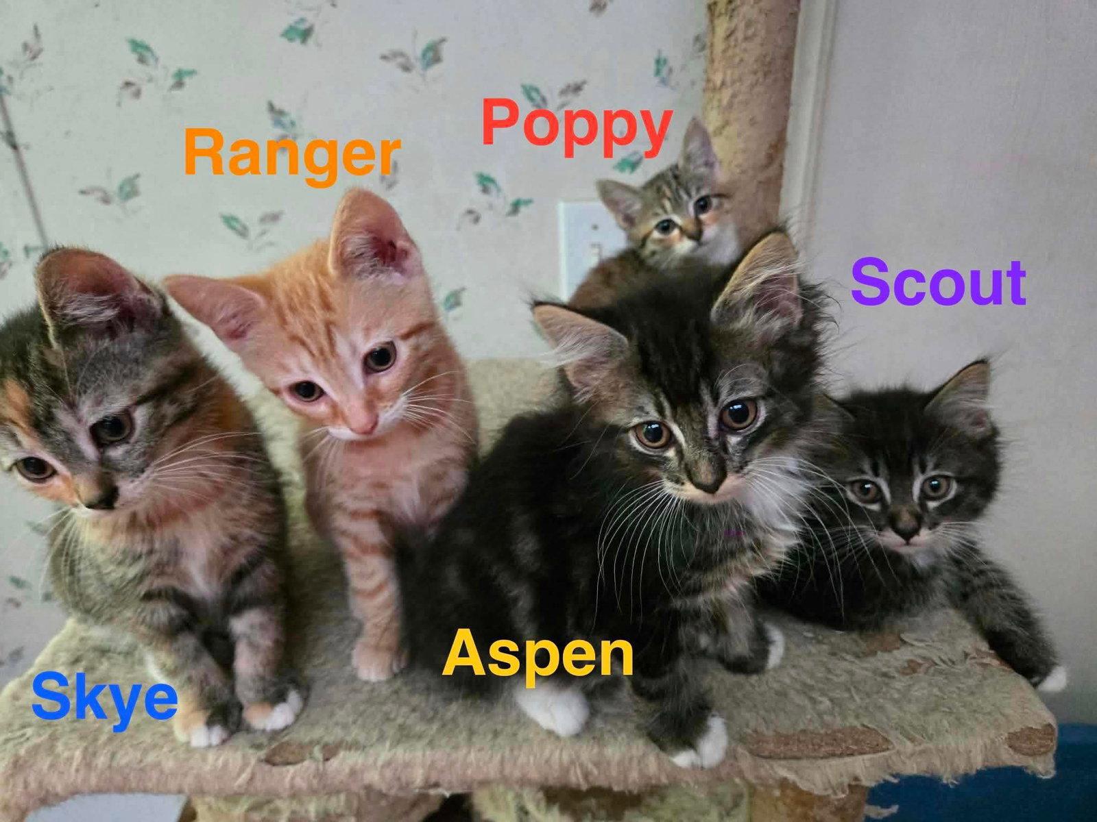 Ranger, Adoptable, Kitten Male Domestic Short Hair.