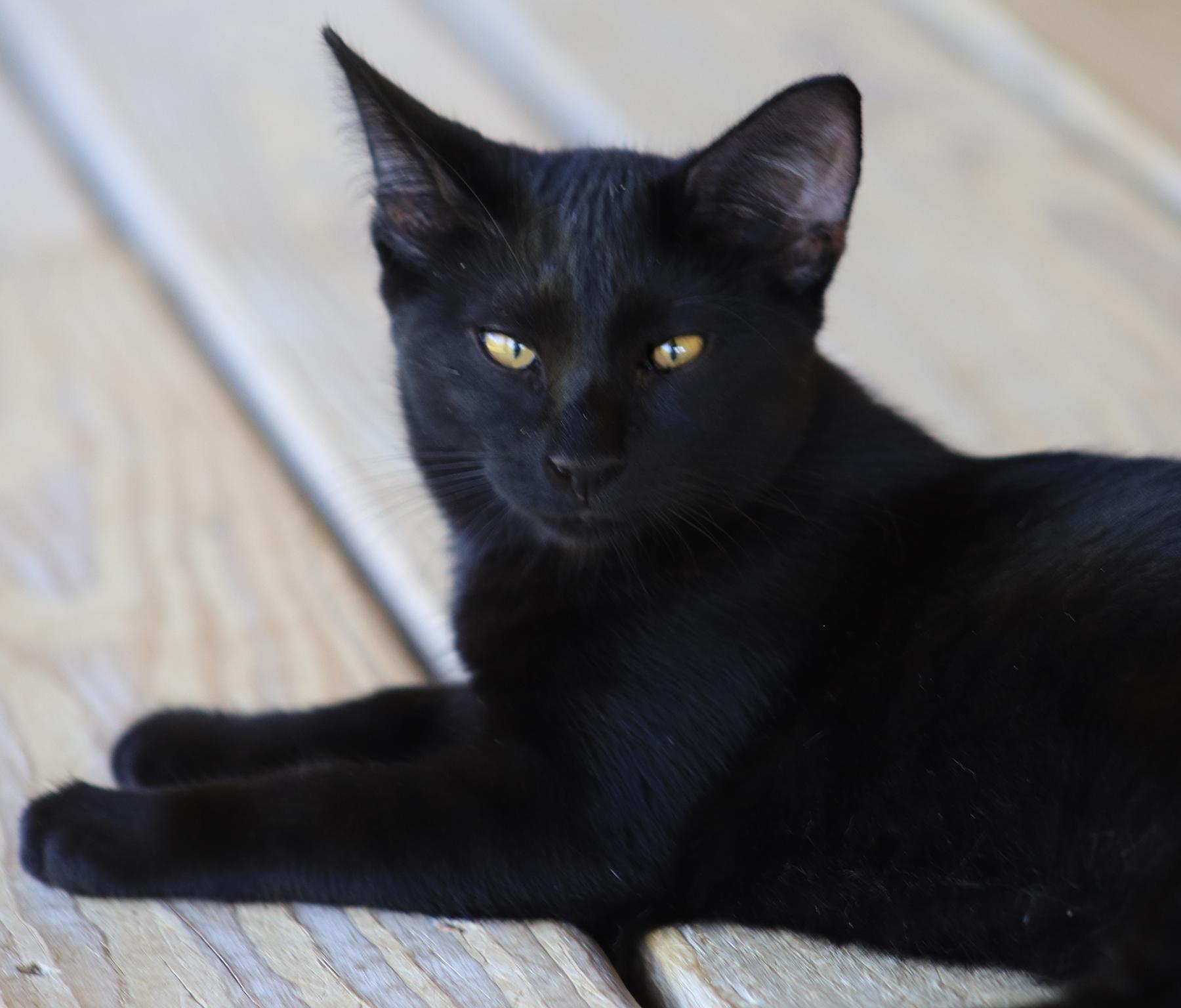 Muffin, Young Female unknown