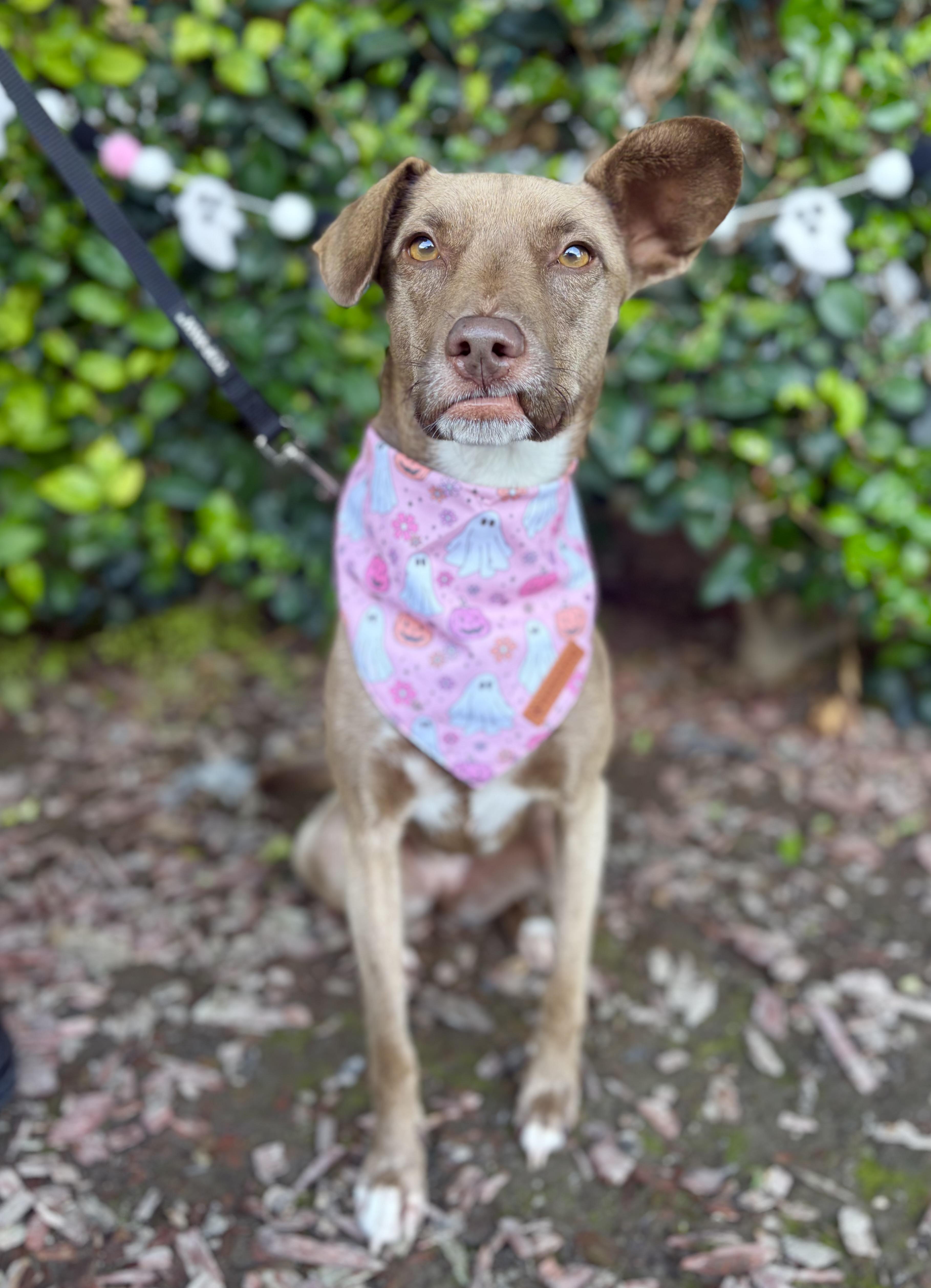 Enlarge Spirit, a Adoptable mixed breed in South El Monte, CA image 1/4