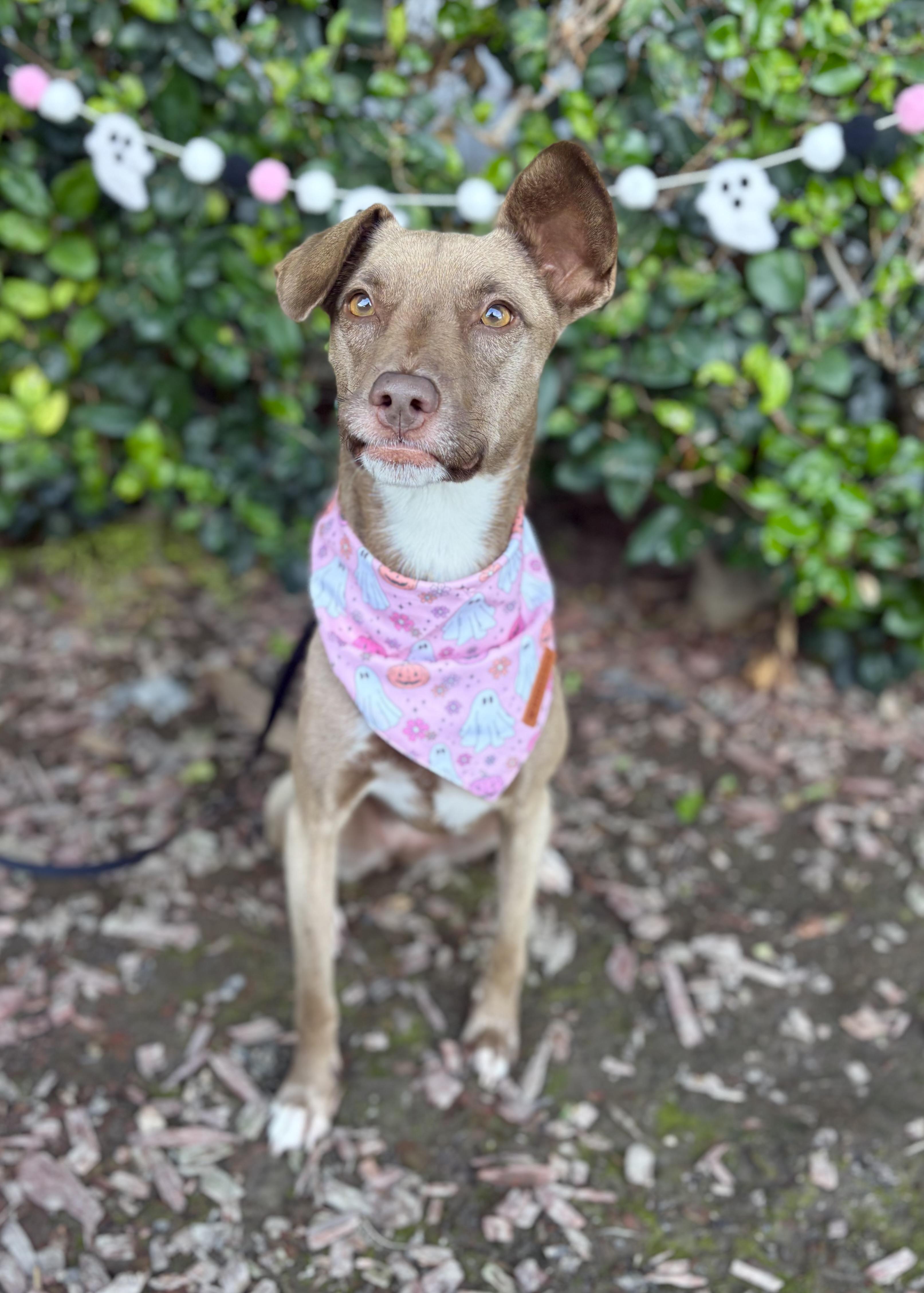 Spirit, adoptable, Young Female Chihuahua & Pit Bull Terrier.