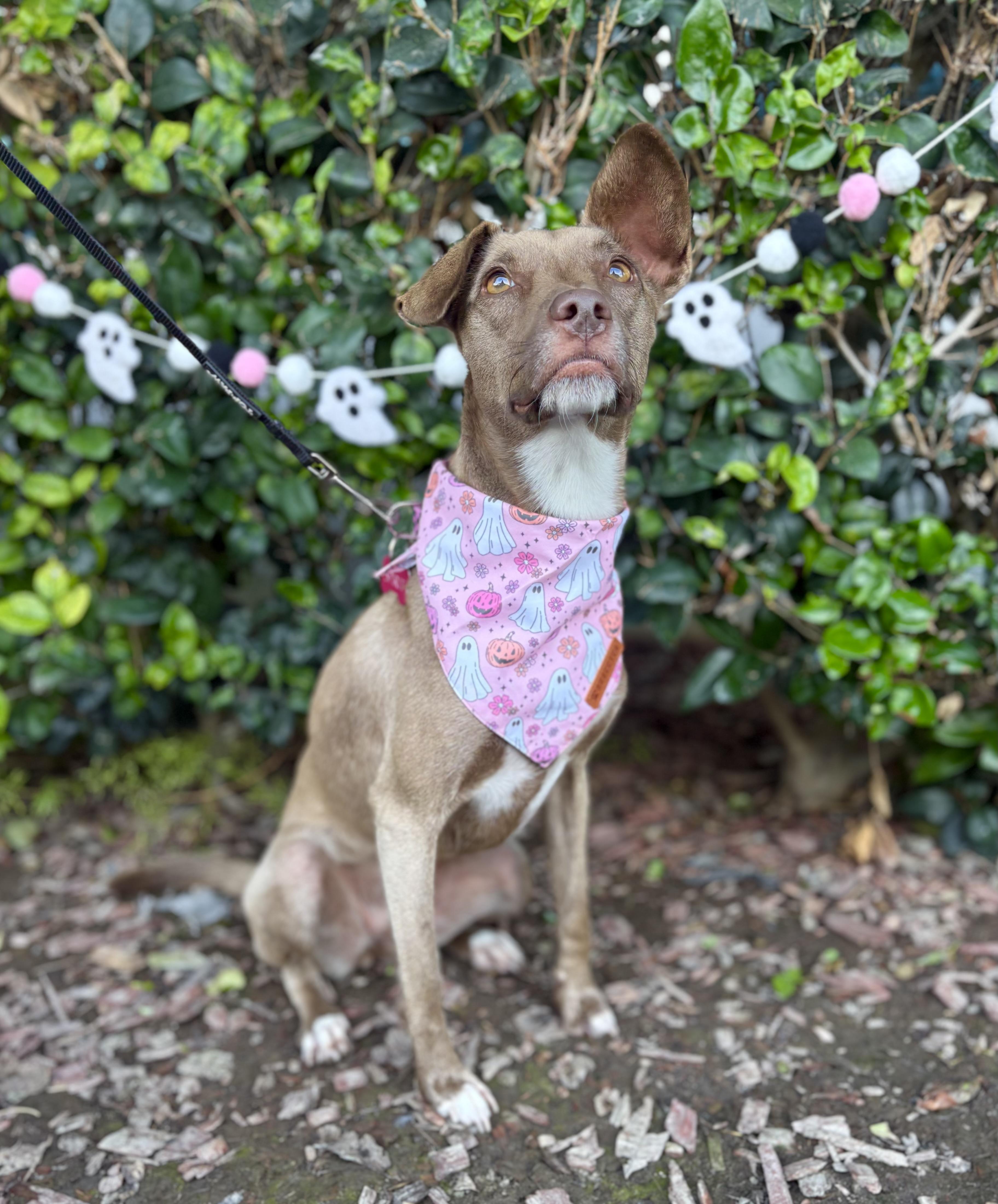 Enlarge Spirit, a Adoptable mixed breed in South El Monte, CA image 3/4