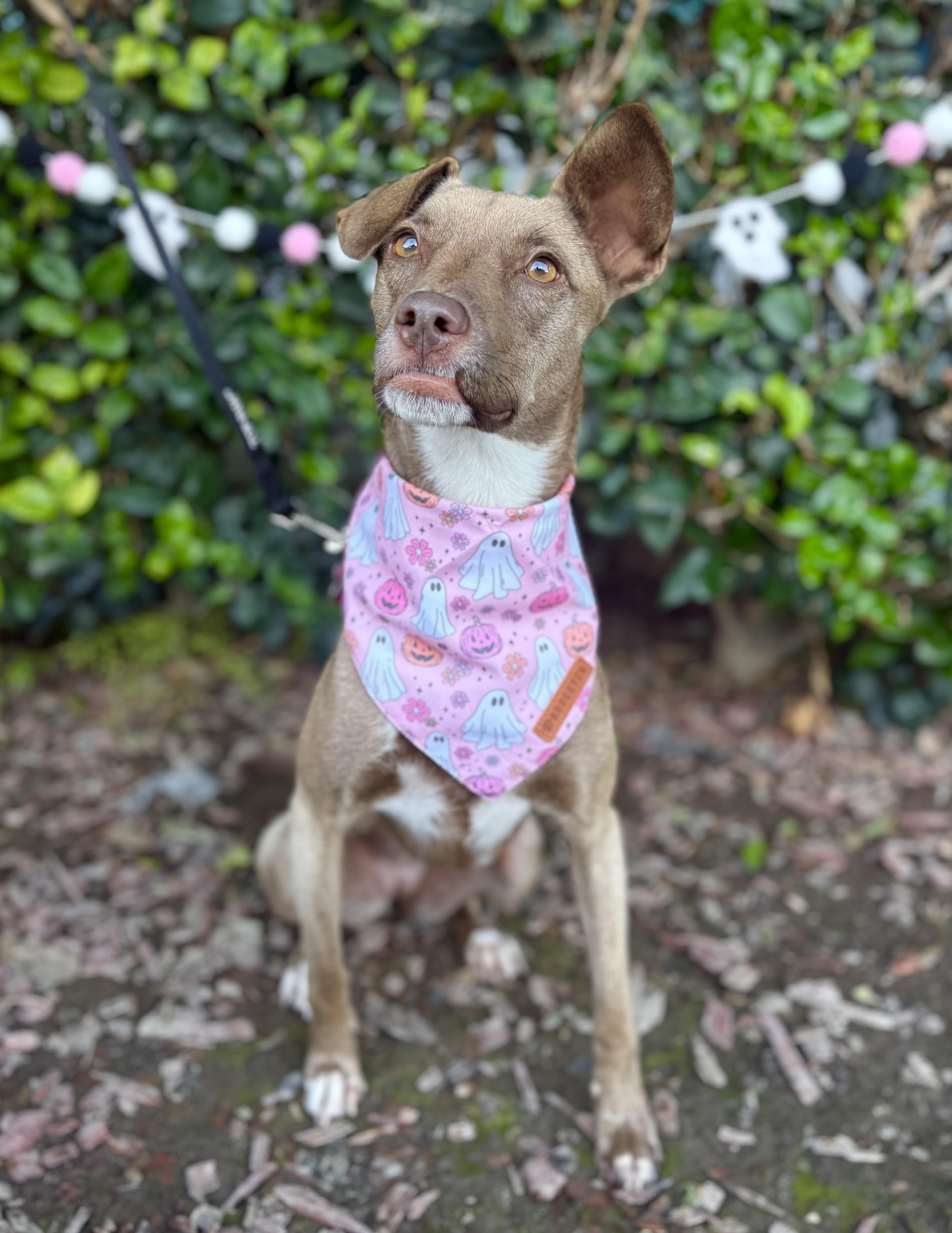 Enlarge Spirit, a Adoptable mixed breed in South El Monte, CA image 4/4