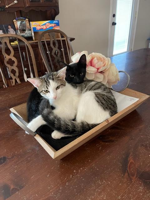 Cloudy, Adoptable, Adult Male Domestic Short Hair.