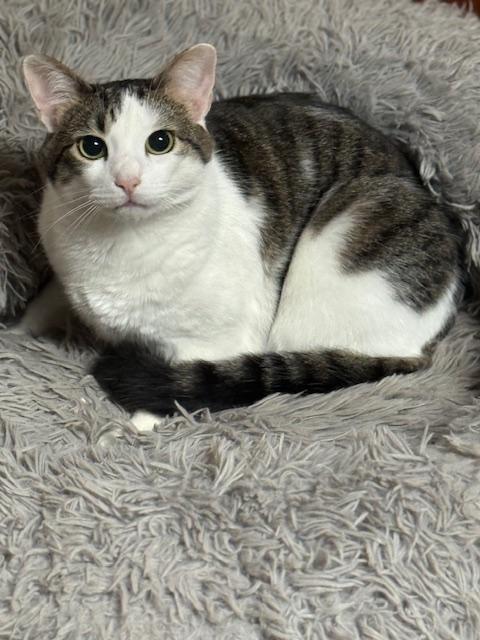 Enlarge Cloudy, a Adoptable Domestic Short Hair in Goodlettsville, TN image 4/6