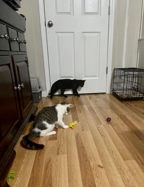 Enlarge Cloudy, a Adoptable Domestic Short Hair in Goodlettsville, TN image 6/6