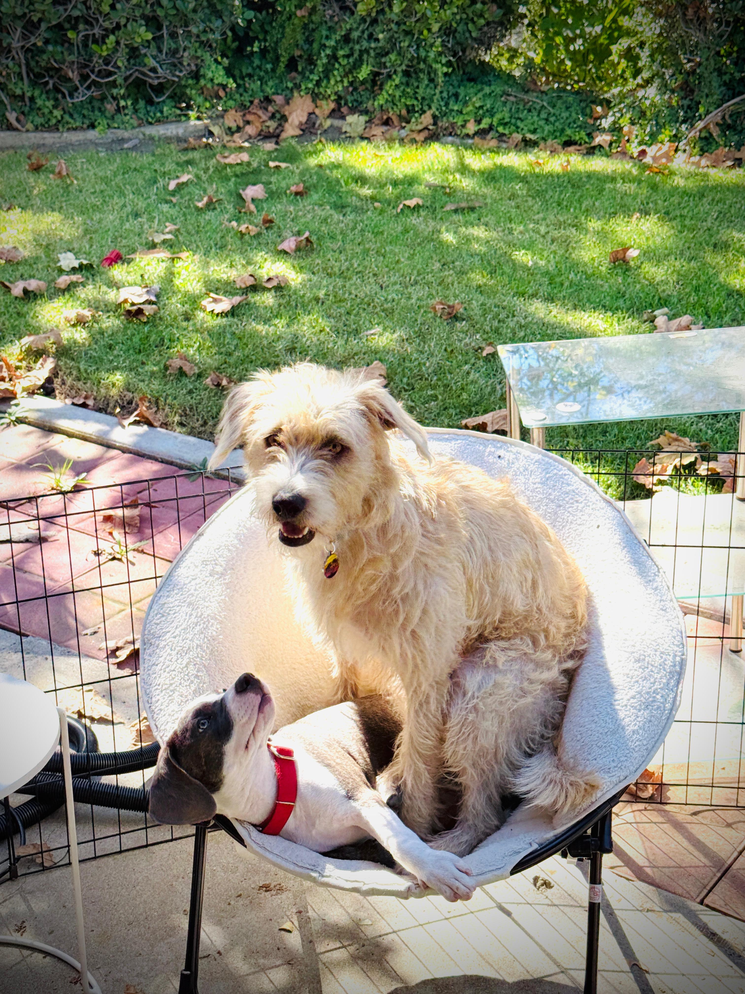 Lily, a Adoptable Pit Bull Terrier in San Diego, CA image 2/5