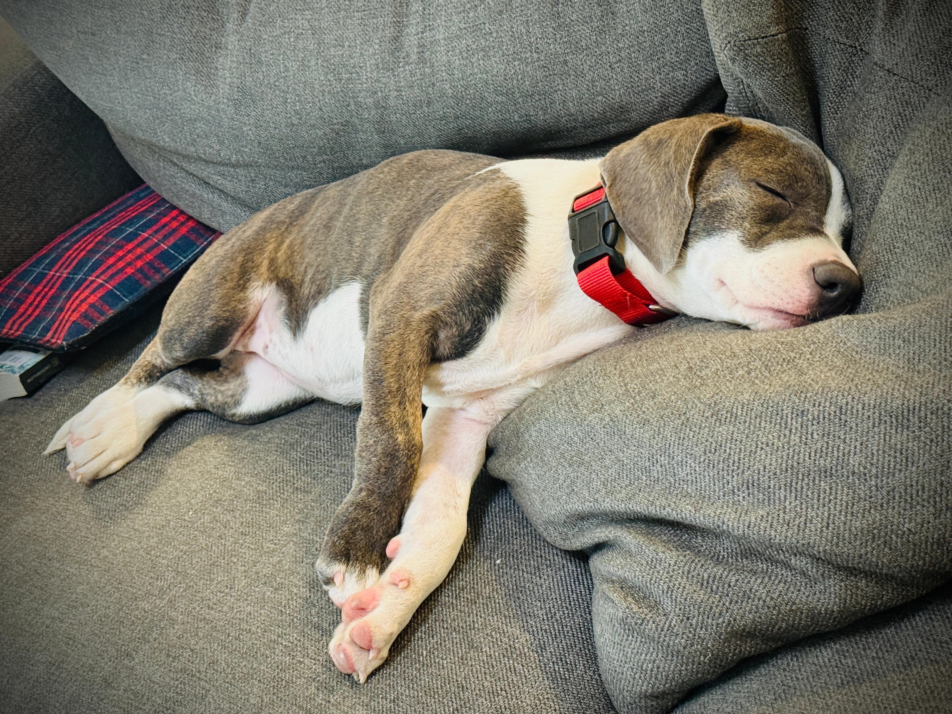 Lily, a Adoptable Pit Bull Terrier in San Diego, CA image 3/5