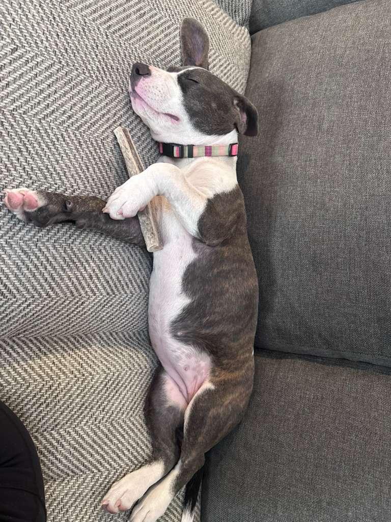 Lily, a Adoptable Pit Bull Terrier in San Diego, CA image 4/5