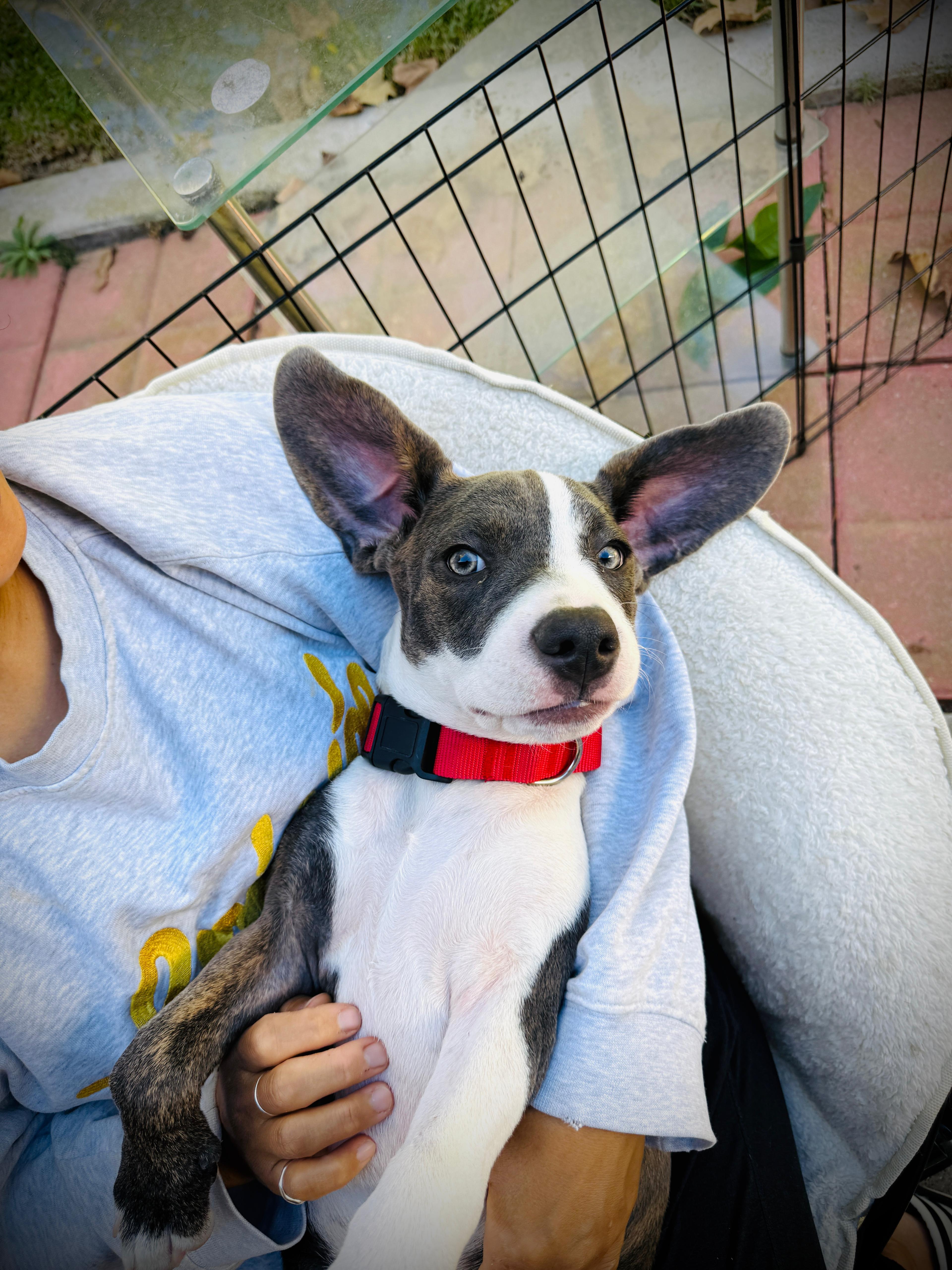 Lily, Adoptable, Young Female Pit Bull Terrier.