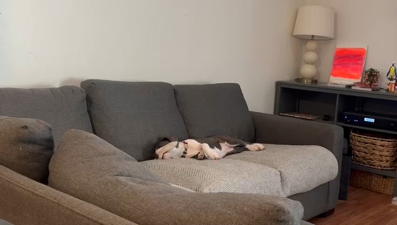 Enlarge Lily, a Adoptable Pit Bull Terrier in San Diego, CA video 5/5