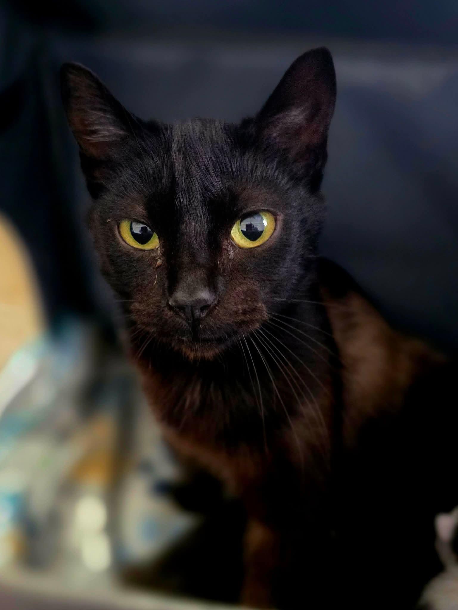 Enlarge Daisy, a Adopted Domestic Short Hair in Johnson City, TN image 3/4