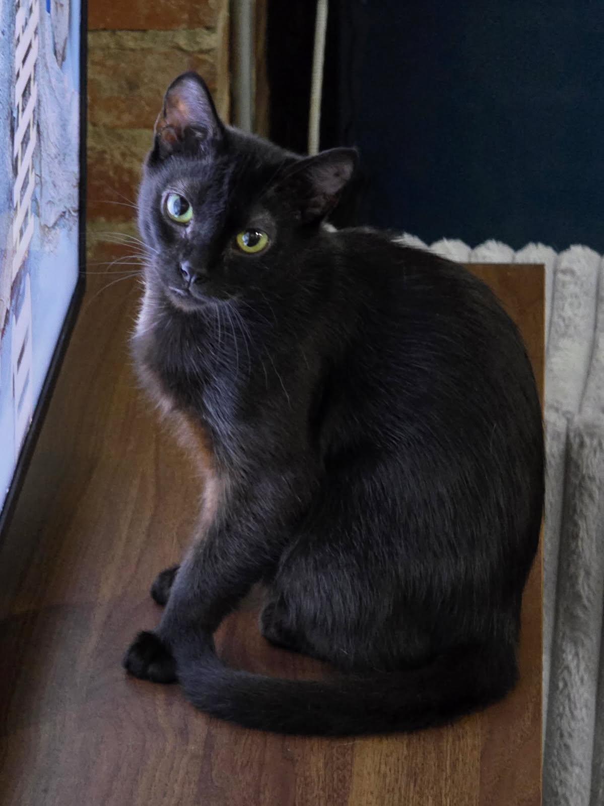 Enlarge Daisy, a Adopted Domestic Short Hair in Johnson City, TN image 2/4