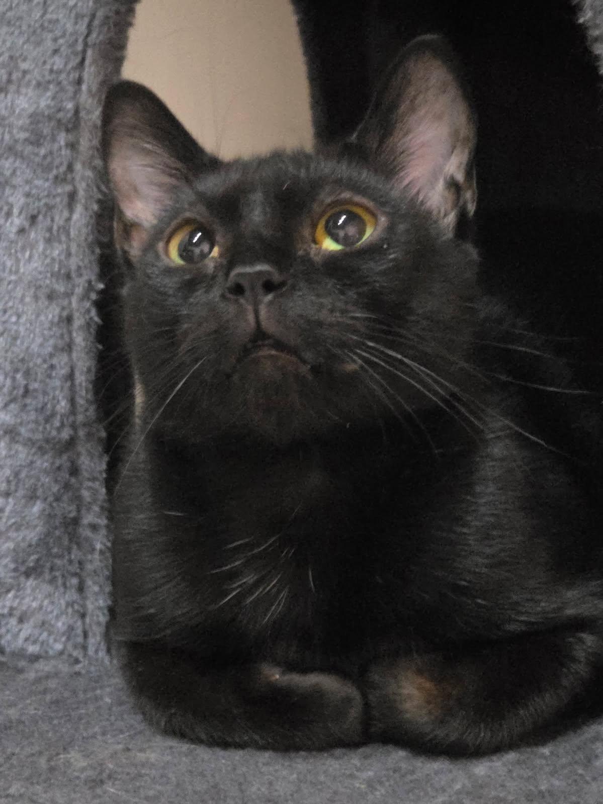 Enlarge Daisy, a Adopted Domestic Short Hair in Johnson City, TN image 1/4