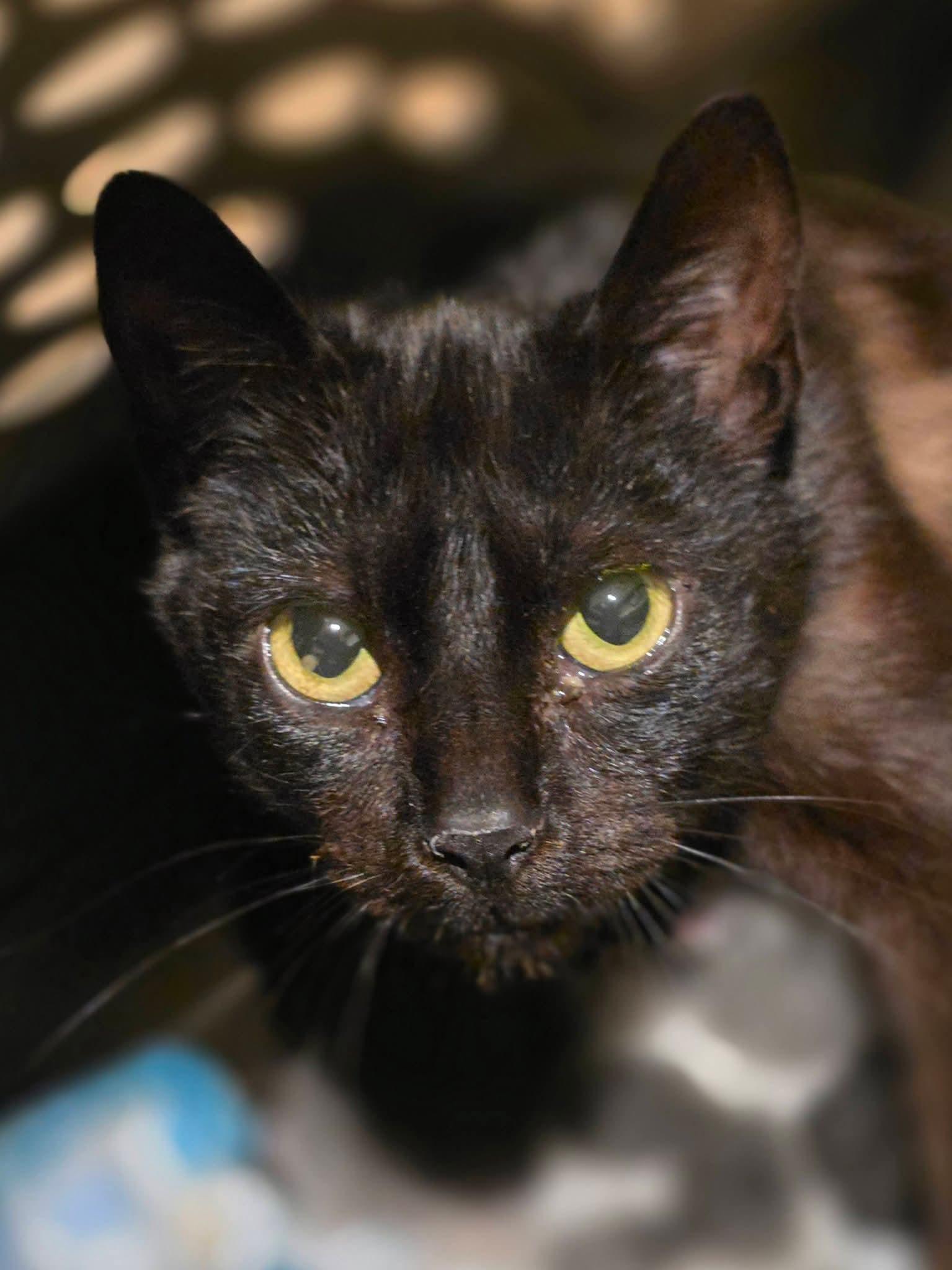 Enlarge Daisy, a Adopted Domestic Short Hair in Johnson City, TN image 4/4
