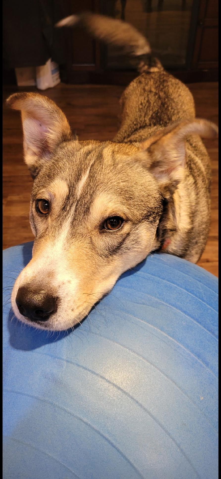 Cami - Courtesy Listing see info, an adoptable Mixed Breed, Husky in Polson, MT, 59860 | Photo Image 3
