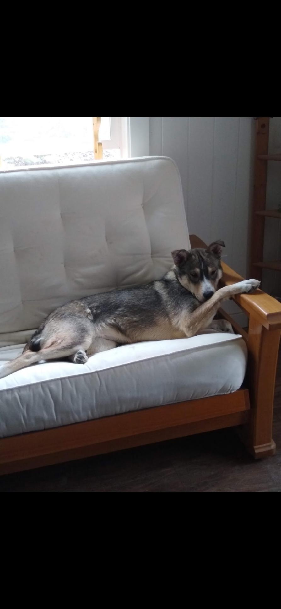 Cami - Courtesy Listing see info, an adoptable Mixed Breed, Husky in Polson, MT, 59860 | Photo Image 1