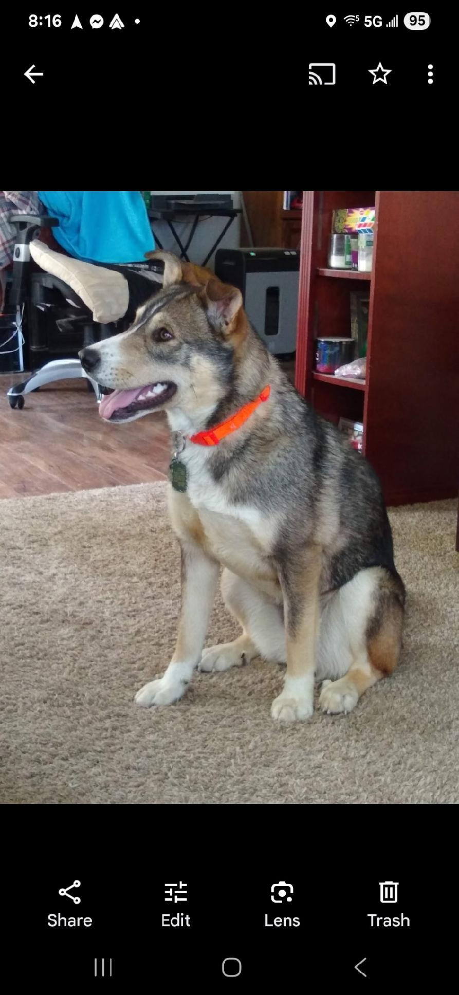 Cami - Courtesy Listing see info, an adoptable Mixed Breed, Husky in Polson, MT, 59860 | Photo Image 2