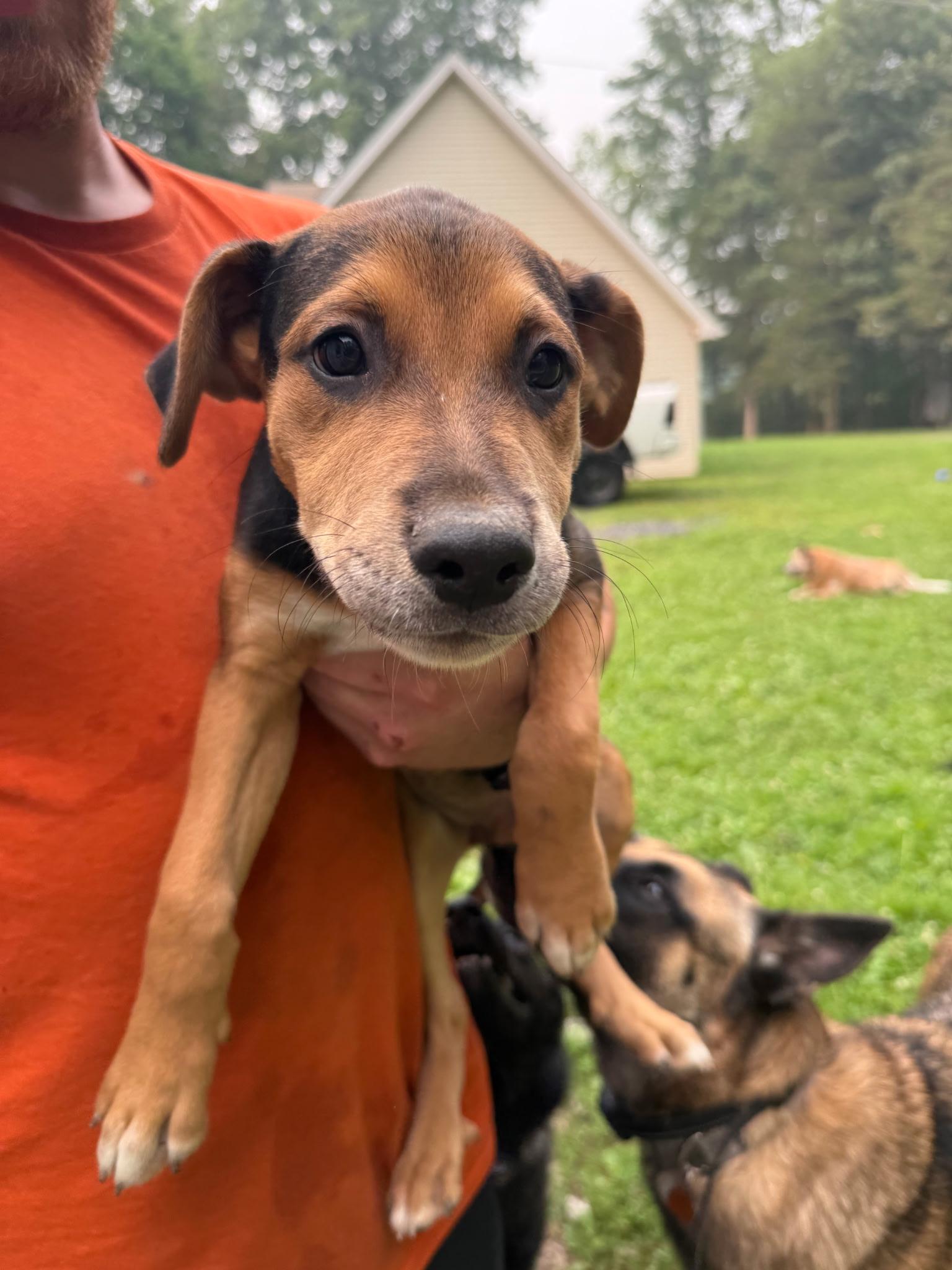 Enlarge Rosie, a Adoptable mixed breed in tannersville, PA image 1/1