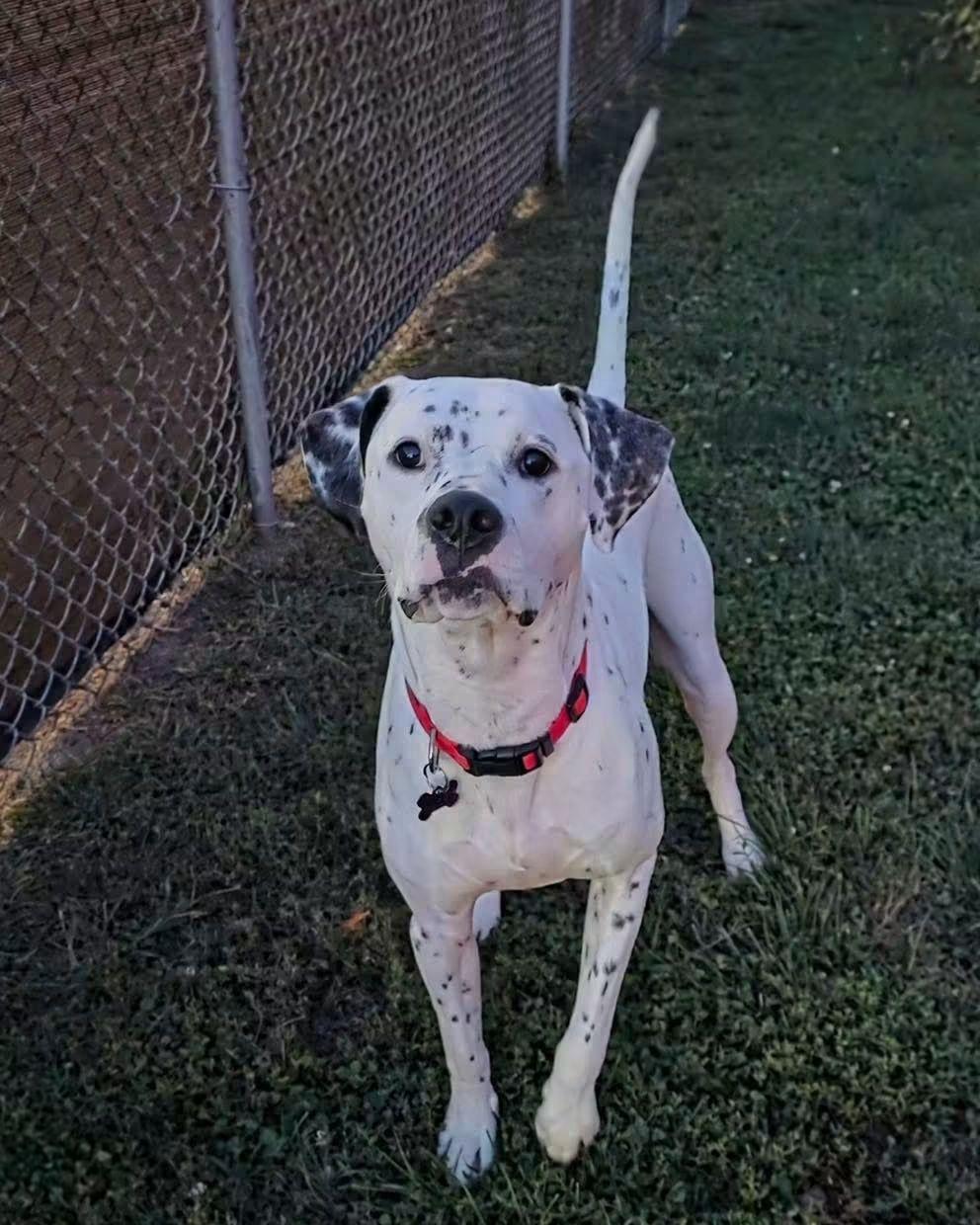Gonzo, Adoptable, Adult Male Dalmatian.