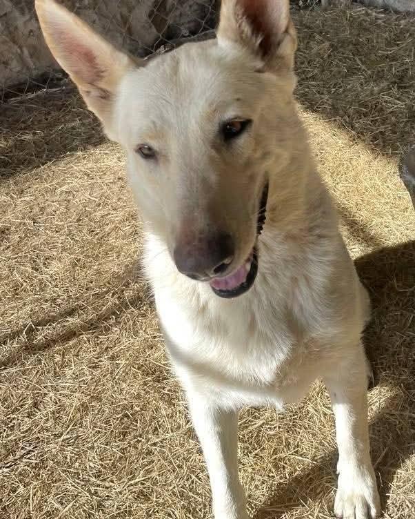 Ava, Adoptable, Senior Female German Shepherd Dog.