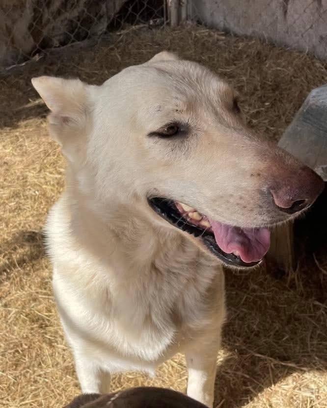 Ava, a Adoptable German Shepherd Dog in Marianna, FL image 2/3