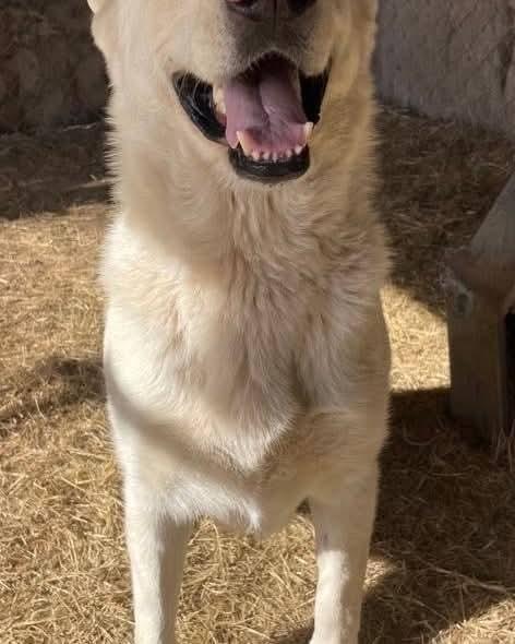 Ava, a Adoptable German Shepherd Dog in Marianna, FL image 3/3