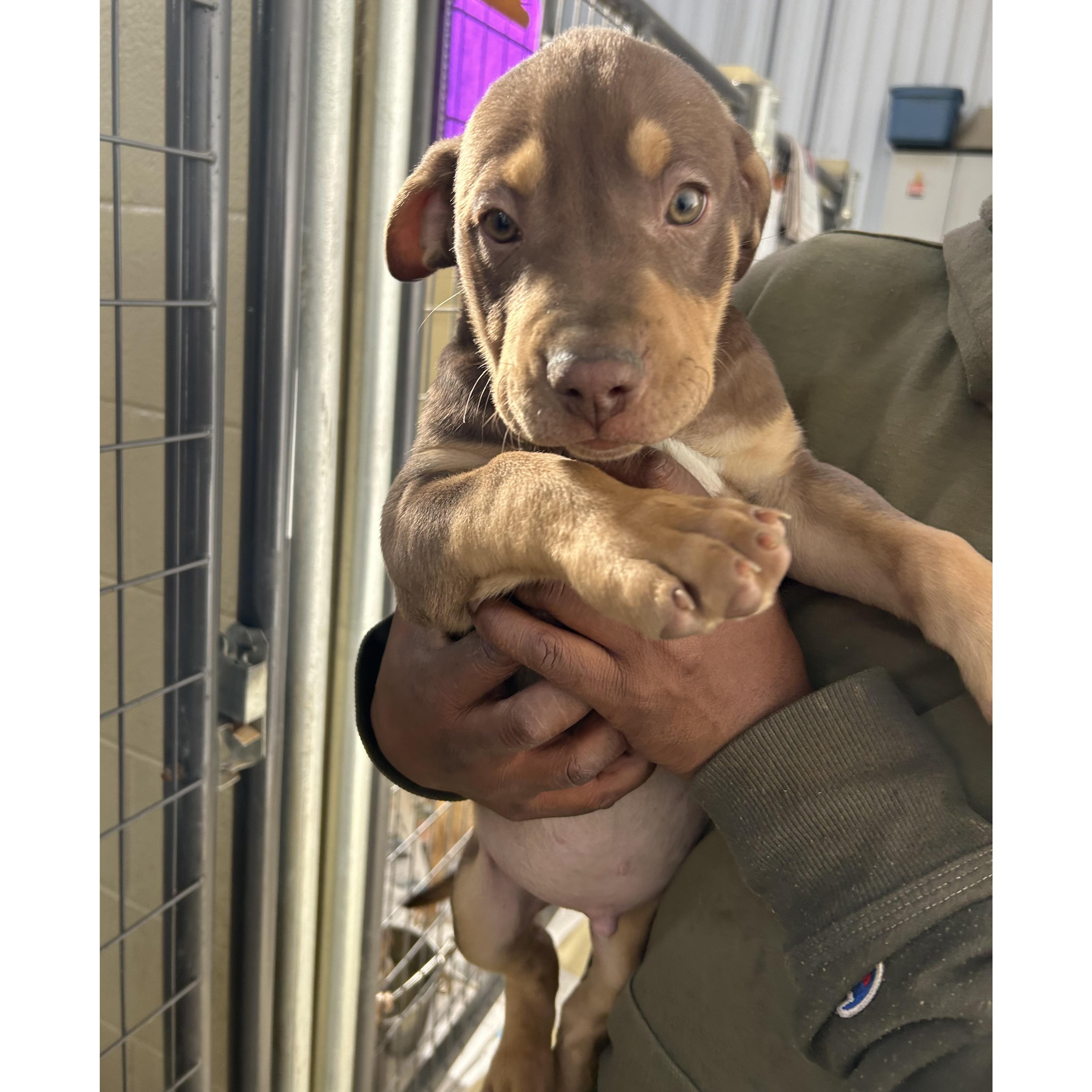 Hatcher, adopted, Puppy Male Pit Bull Terrier.