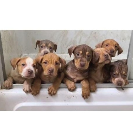 Hatcher, an adopted mixed breed in Clarksville, VA image 2/2