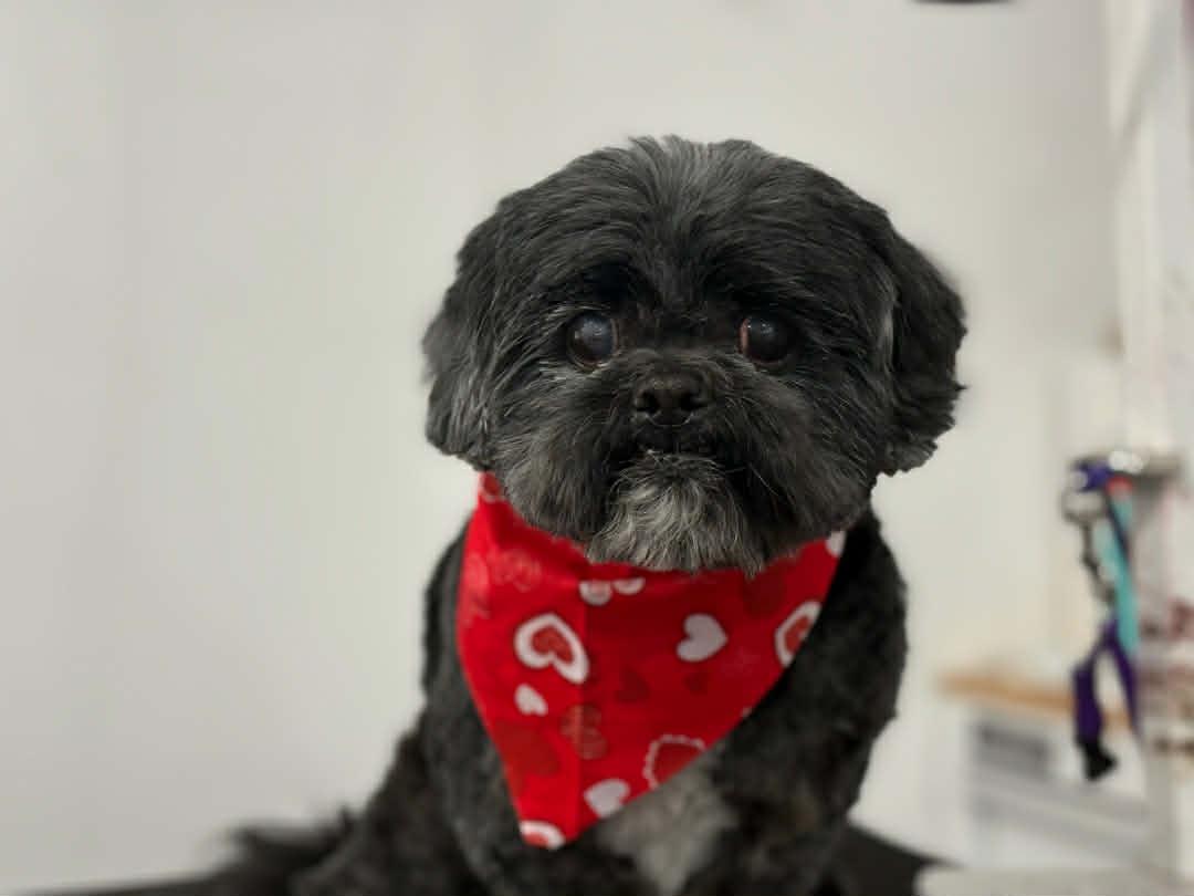 Bandit, adoptable, Senior Male Shih Tzu.