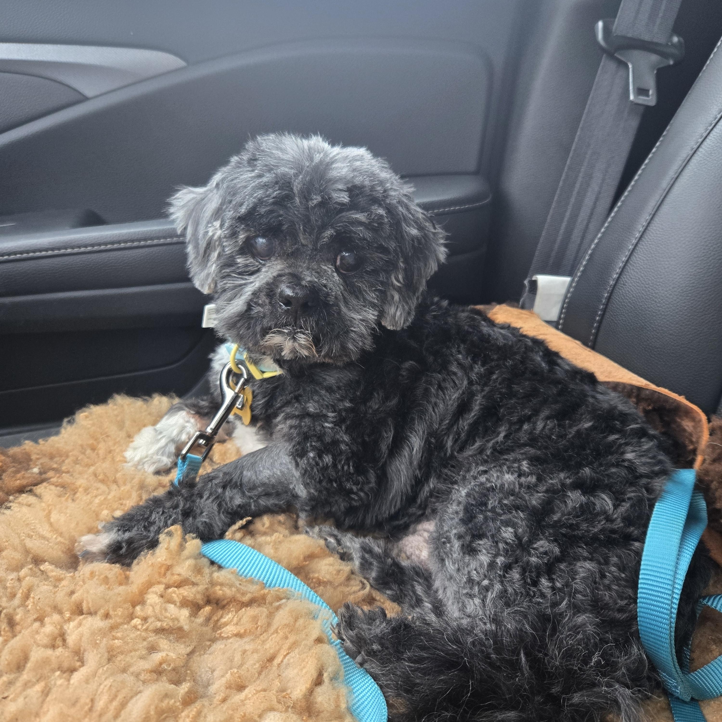 Bandit, a Adoptable Shih Tzu in Whitewater, WI image 5/6