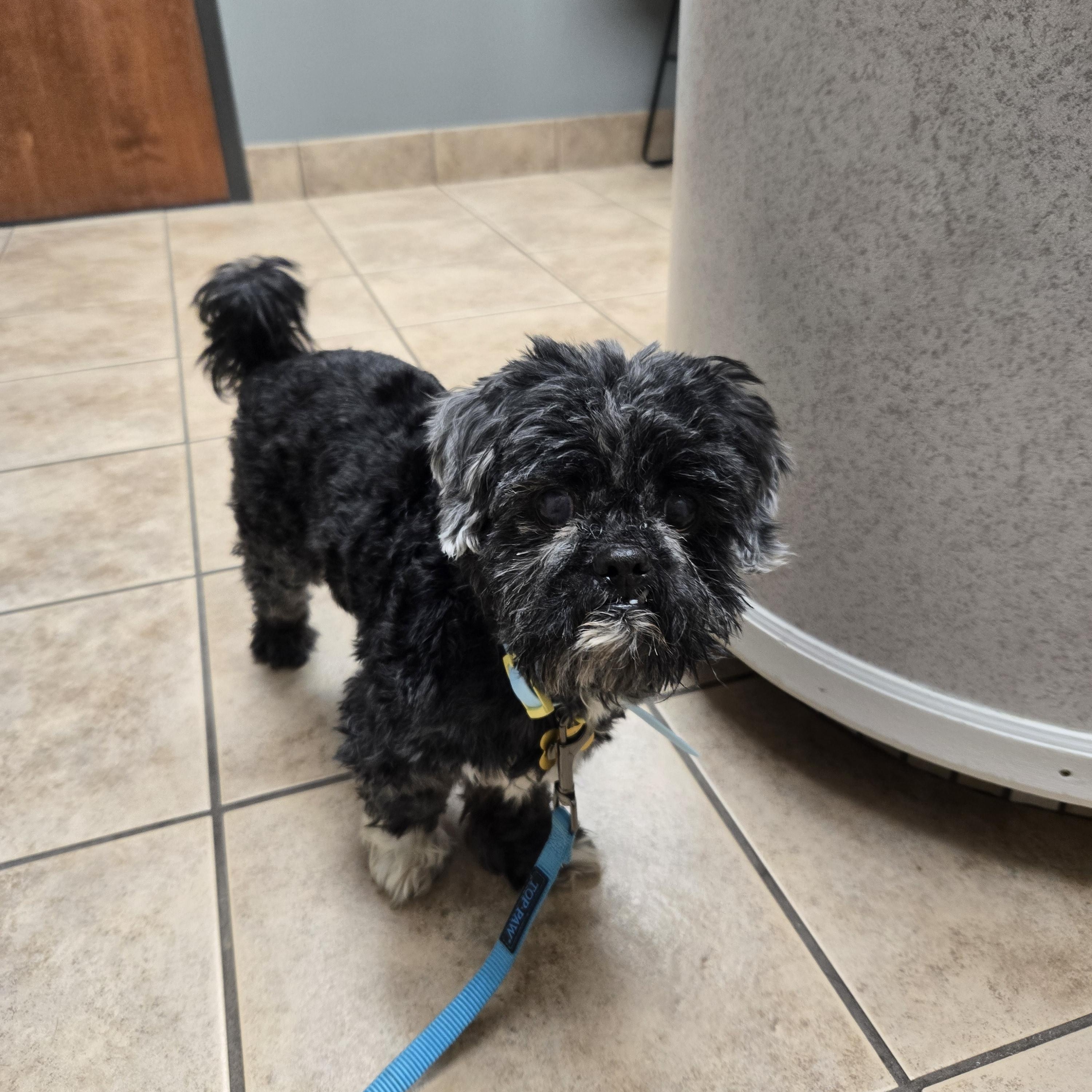Bandit, a Adoptable Shih Tzu in Whitewater, WI image 6/6