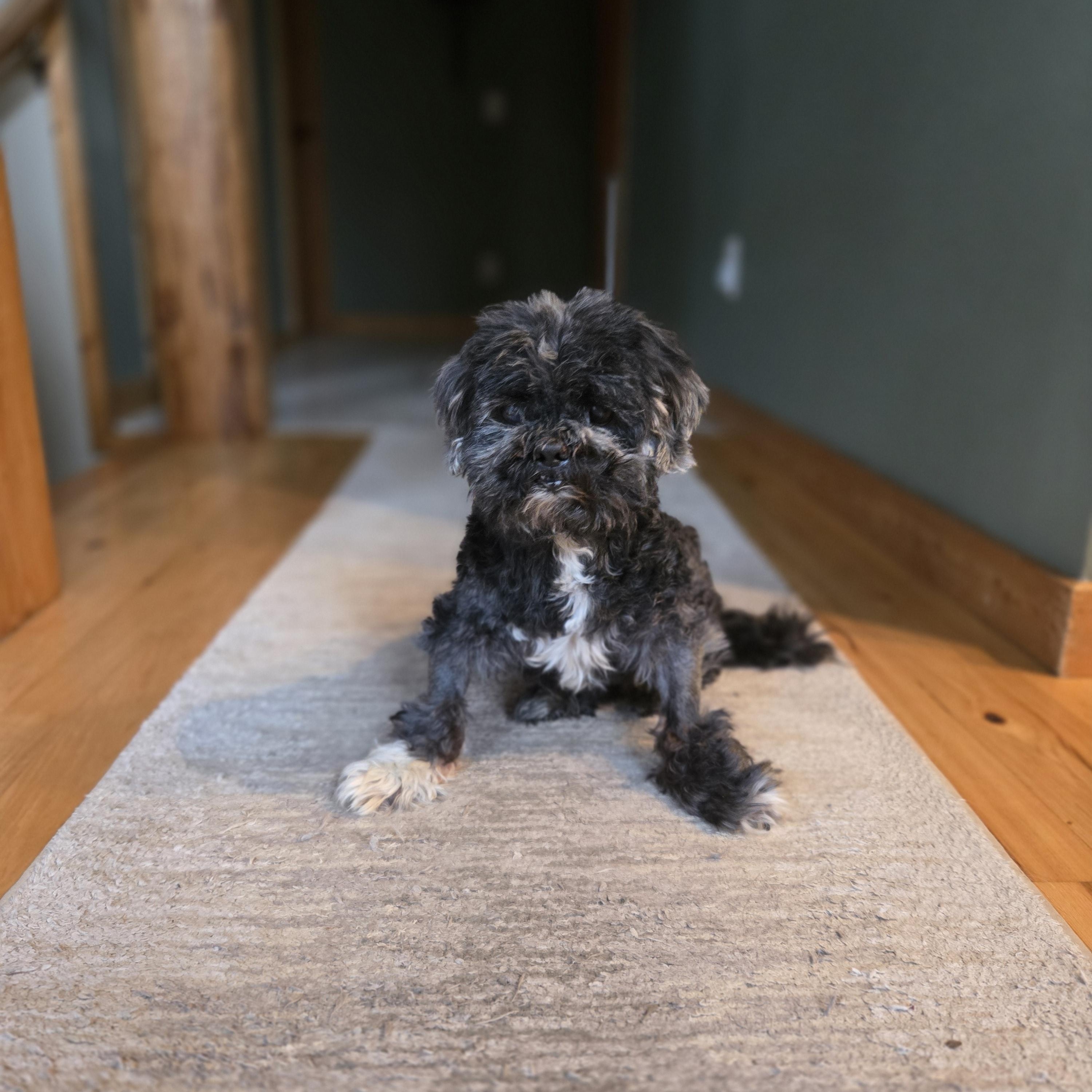 Bandit, a Adoptable Shih Tzu in Whitewater, WI image 2/6