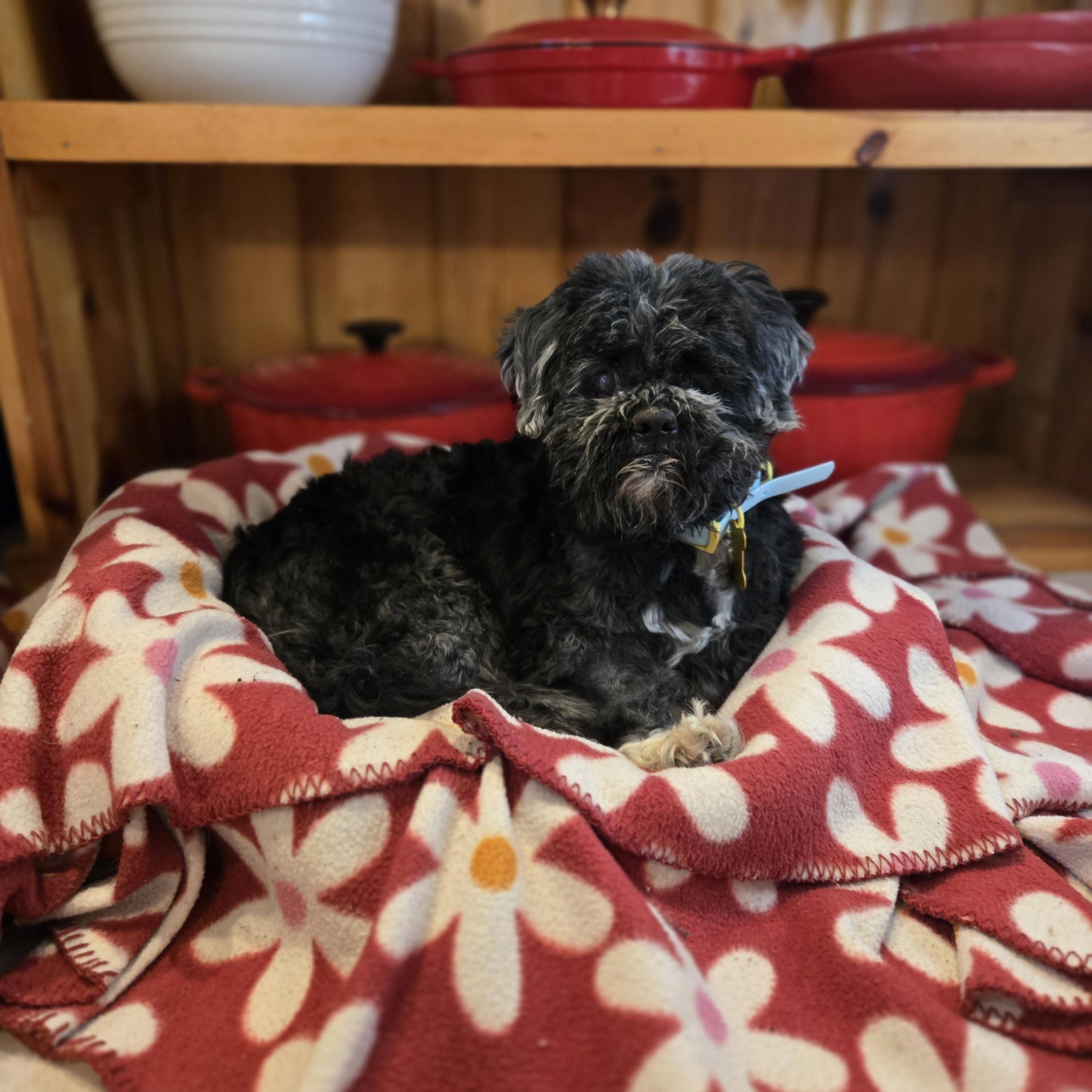 Bandit, a Adoptable Shih Tzu in Whitewater, WI image 1/6