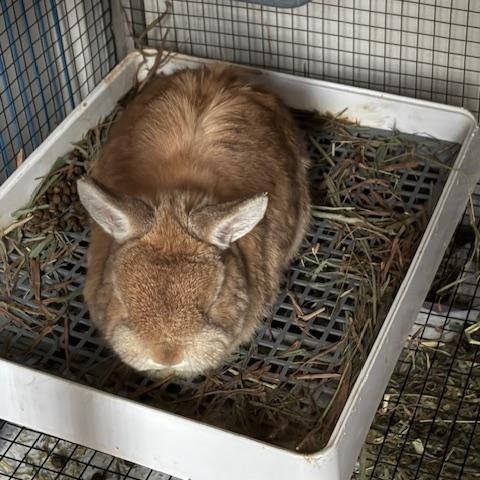 Waffles*, adopted, Adult Male Netherland Dwarf.