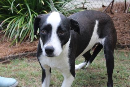 Enlarge Camp Fire, a Adoptable mixed breed in Brunswick, GA image 1/1