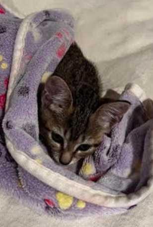 Chai-Extra Sweet & Cuddly, an adopted Tabby in Laurel, MD image 3/6