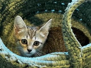 Chai-Extra Sweet & Cuddly, an adopted Tabby in Laurel, MD image 5/6