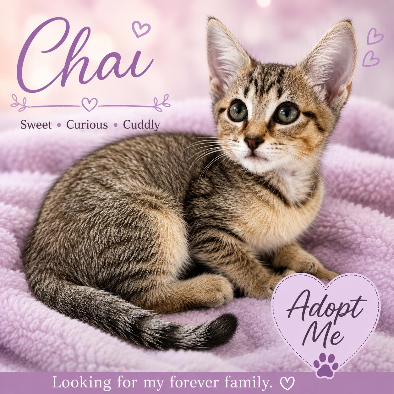 Chai-Extra Sweet & Cuddly, adopted, Kitten Female Tabby.