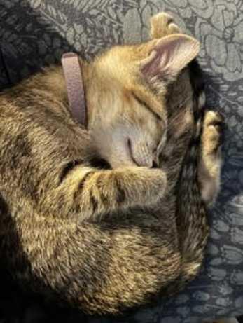 Chai-Extra Sweet & Cuddly, an adopted Tabby in Laurel, MD image 4/6