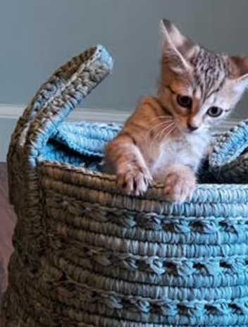 Chai-Extra Sweet & Cuddly, an adopted Tabby in Laurel, MD image 6/6