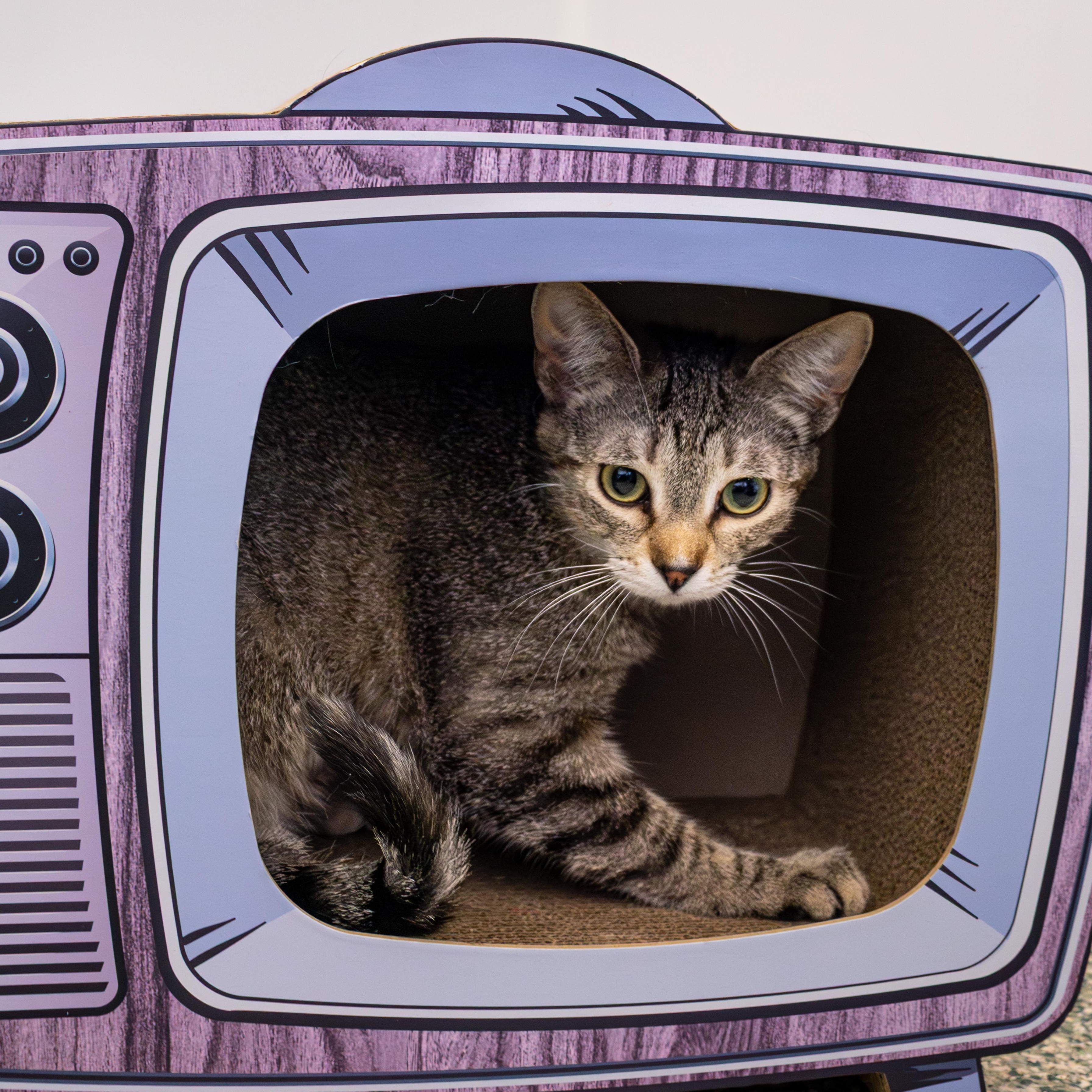 Chickadee, an adoptable Domestic Short Hair in Richland Center, WI, 53581 | Photo Image 5