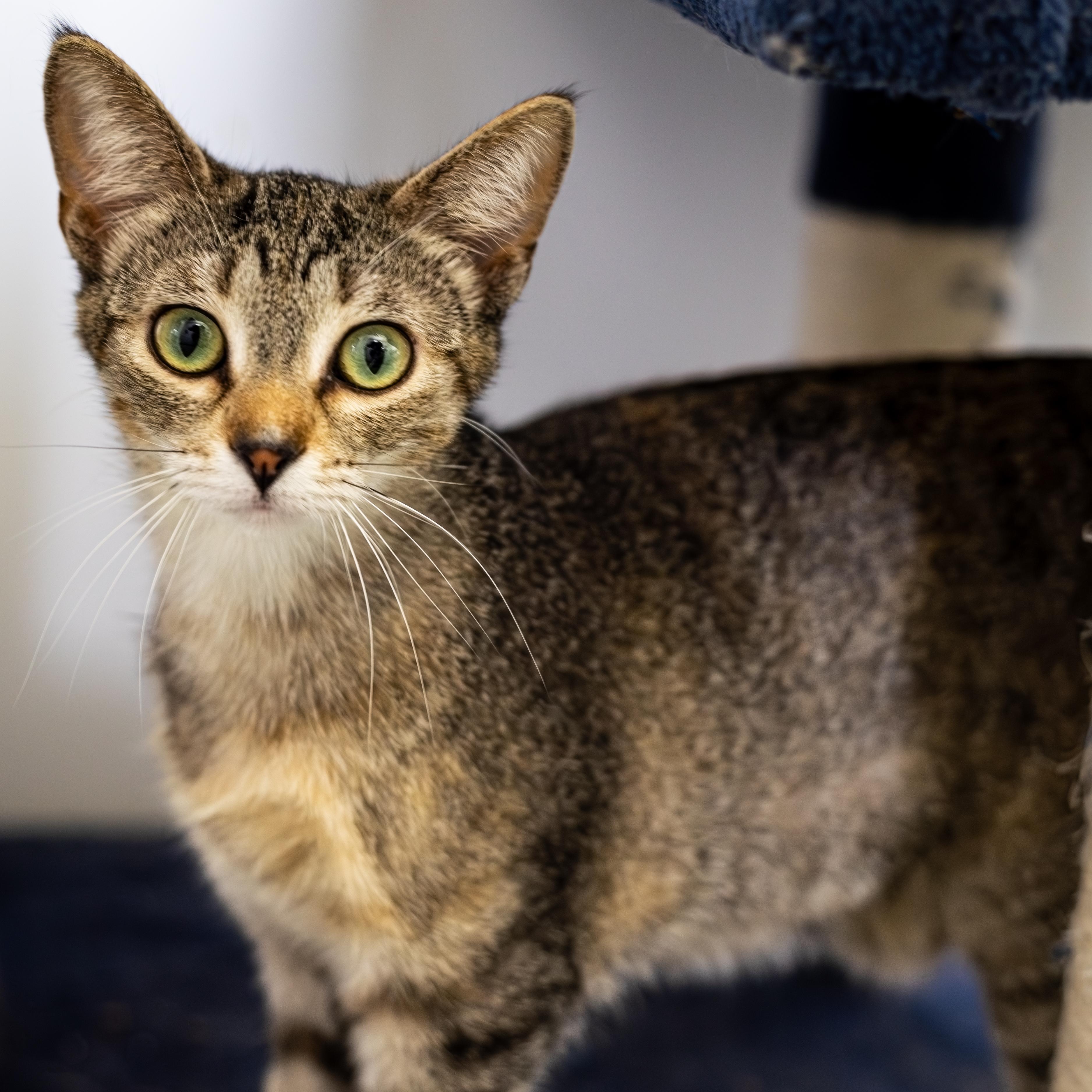 Chickadee, an adoptable Domestic Short Hair in Richland Center, WI, 53581 | Photo Image 3