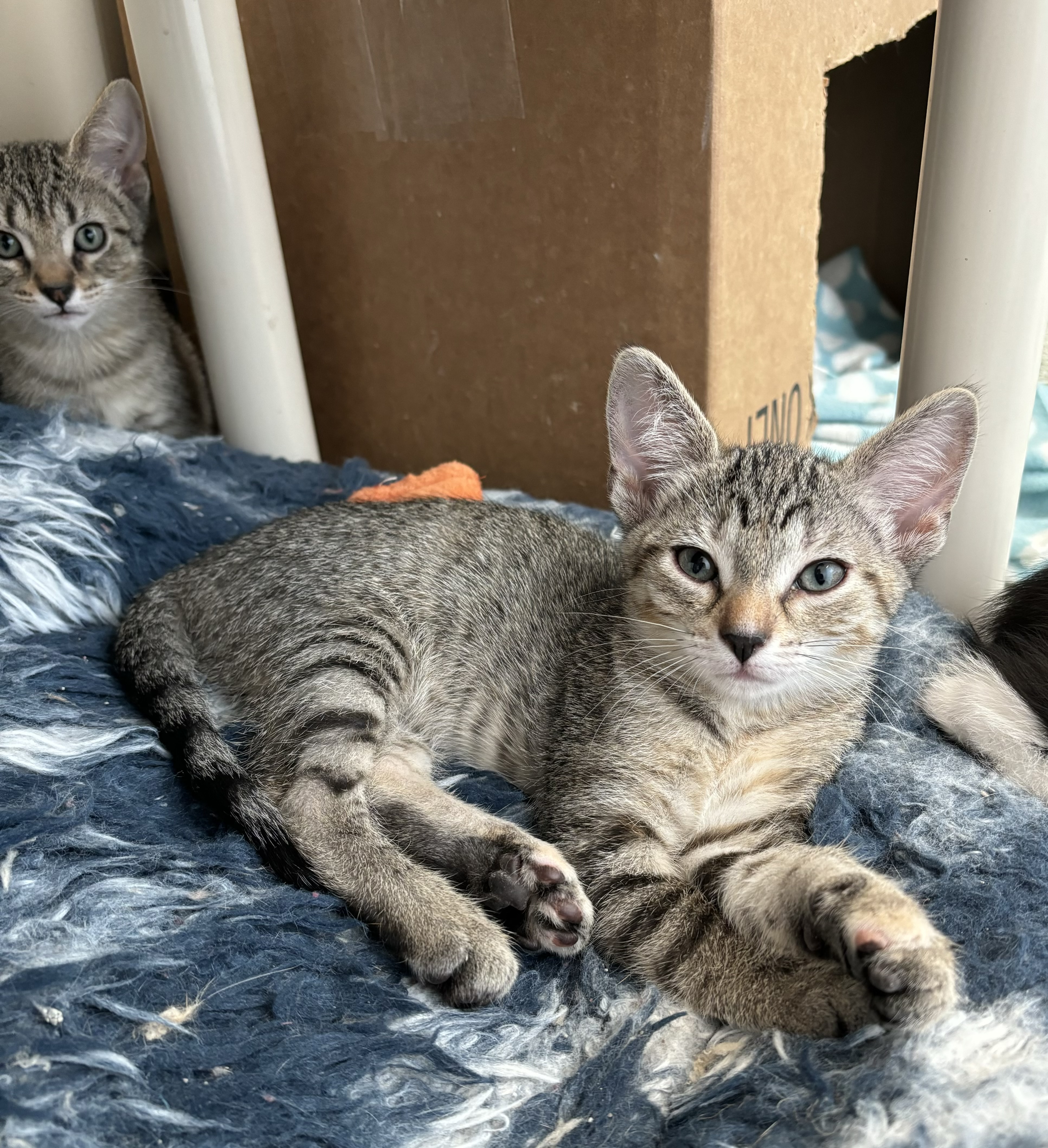 Chickadee, an adoptable Domestic Short Hair in Richland Center, WI, 53581 | Photo Image 6
