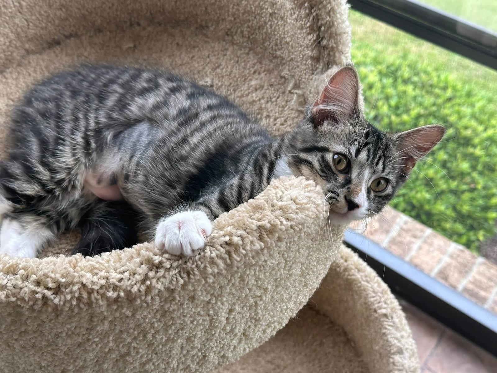 Veruca, Adoptable, Young Female Domestic Medium Hair.